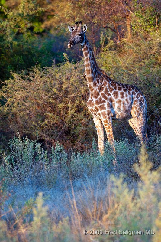 20090614_183539 D300 X1.jpg - Giraffe